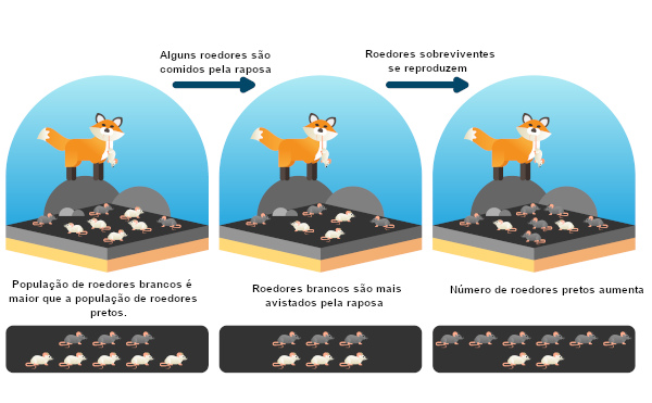 Esquema da teoria da seleo natural de Charles Darwin.